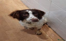 English Springer Spaniel dogs for sale: Springer spaniel pups ready now  - Image 23