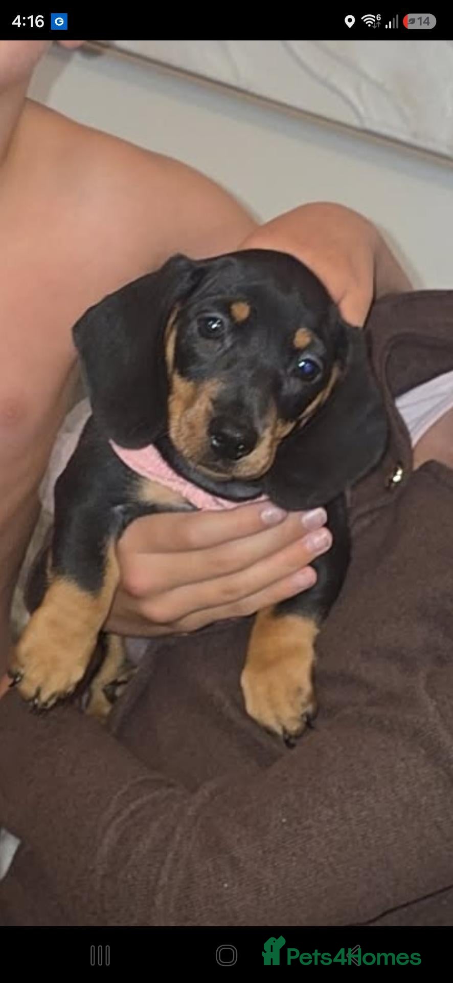 Dachshund dogs Black and tan dachshund  - Advert 1