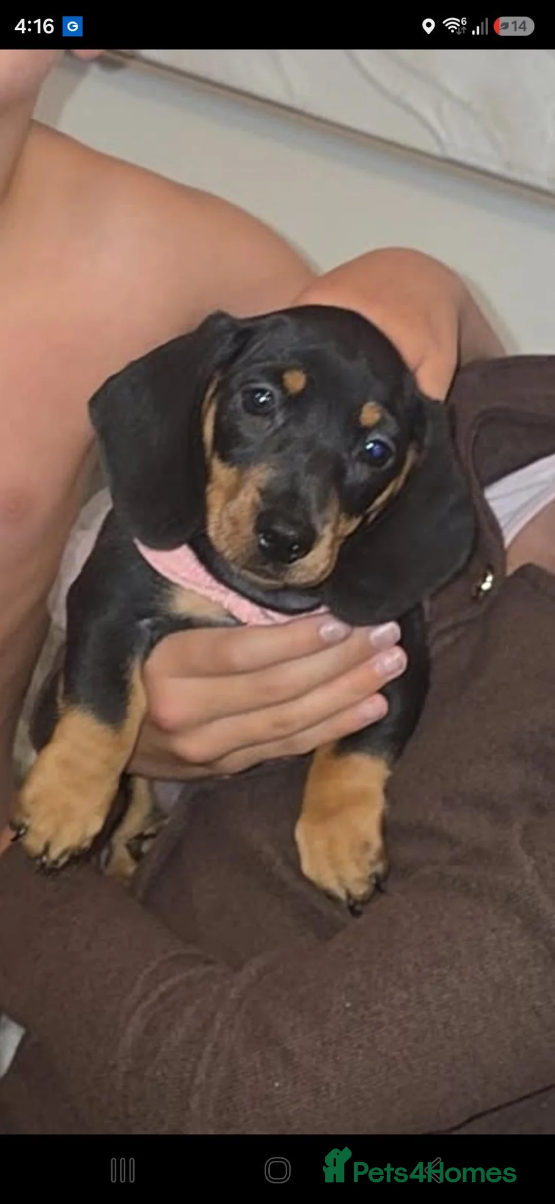 Dachshund dogs for sale: Black and tan dachshund  - Advert 1