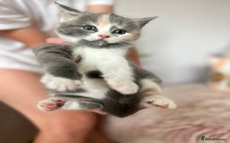 British Shorthair cats for sale: Gorgeous BSH kittens  - Image 11