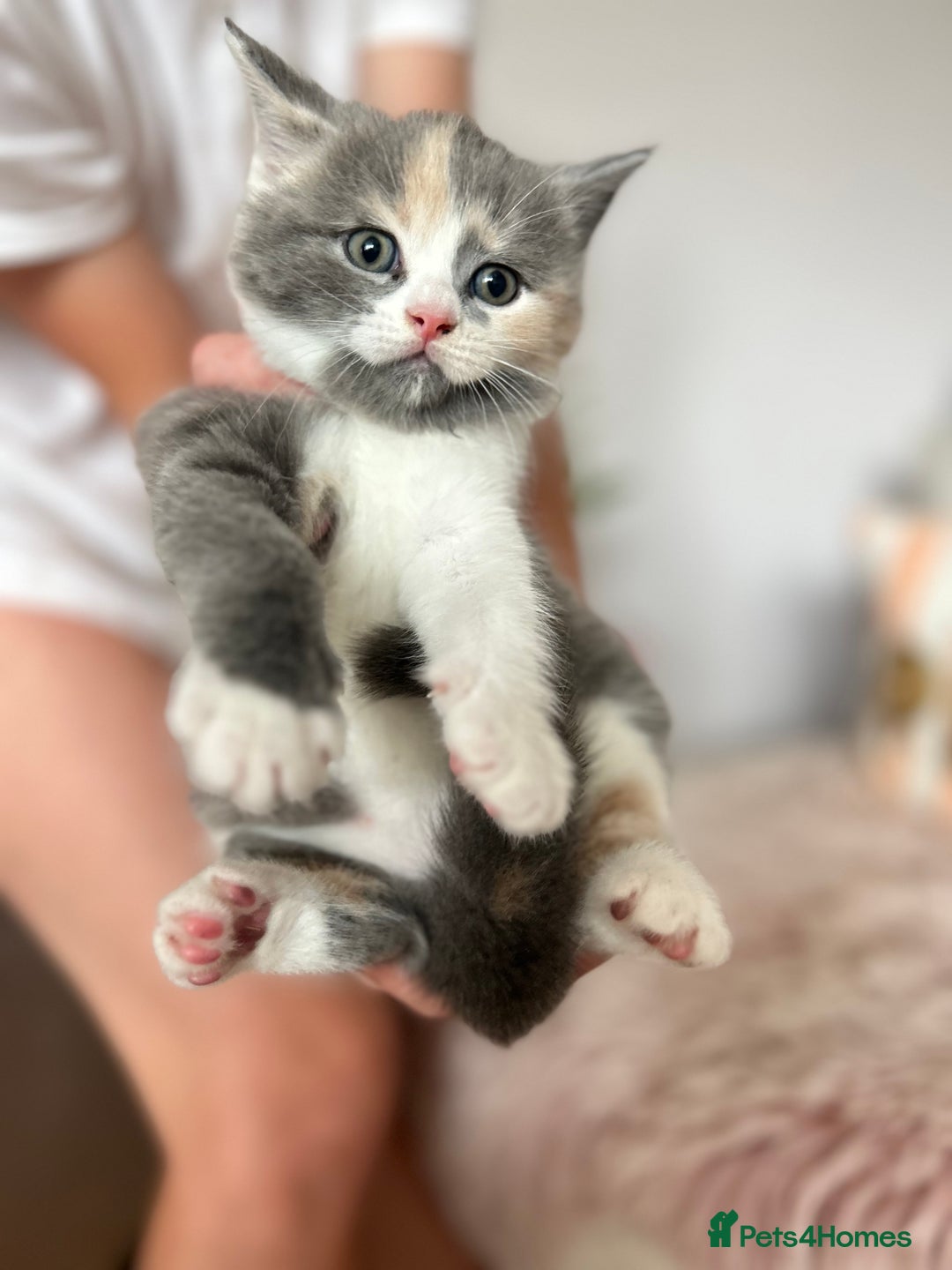 British Shorthair cats for sale: Gorgeous BSH kittens  - Image 11