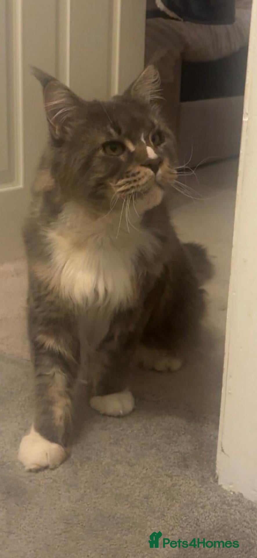Maine Coon cats for sale: 3 year old GCCF registered maine coon - Advert 12