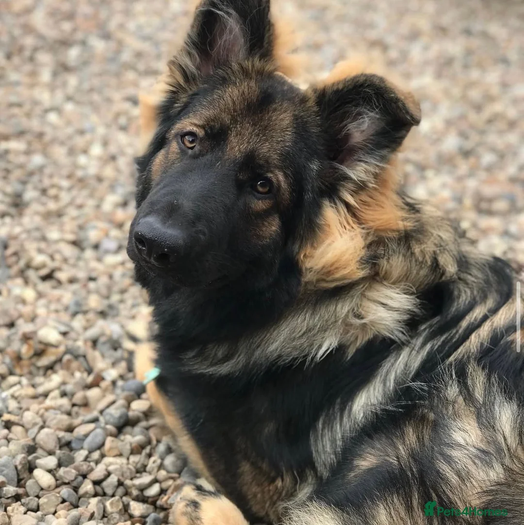 German Shepherd dogs for stud: Chase,  KC Registered German Shepard  in Diss - Advert 7