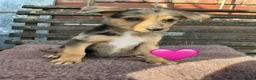Mixed Breed dogs for sale: GSD x Collie,big and chunky Farm bred pups. - Advert 2