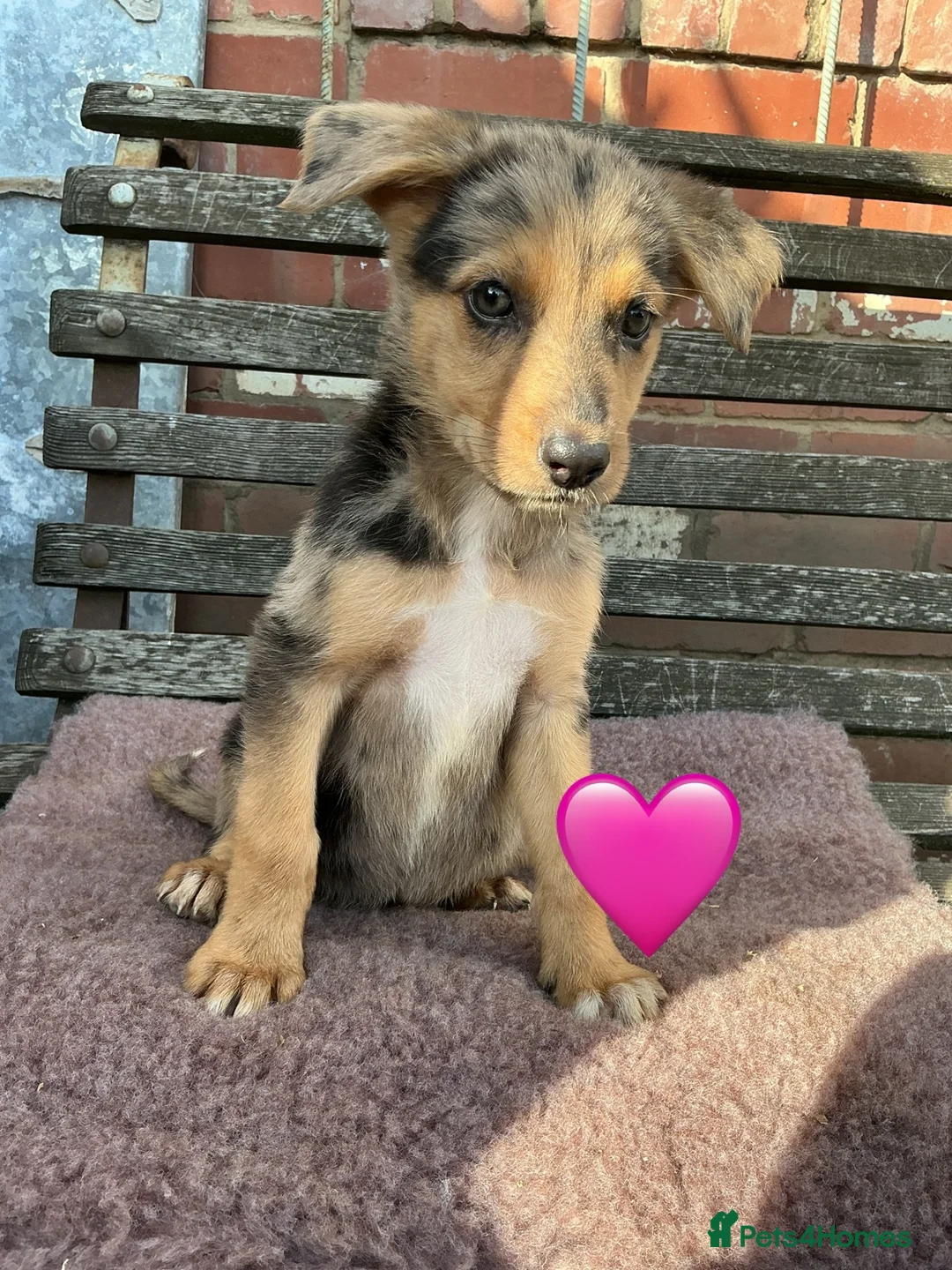 Mixed Breed dogs for sale: GSD x Collie,big and chunky Farm bred pups. - Advert 2