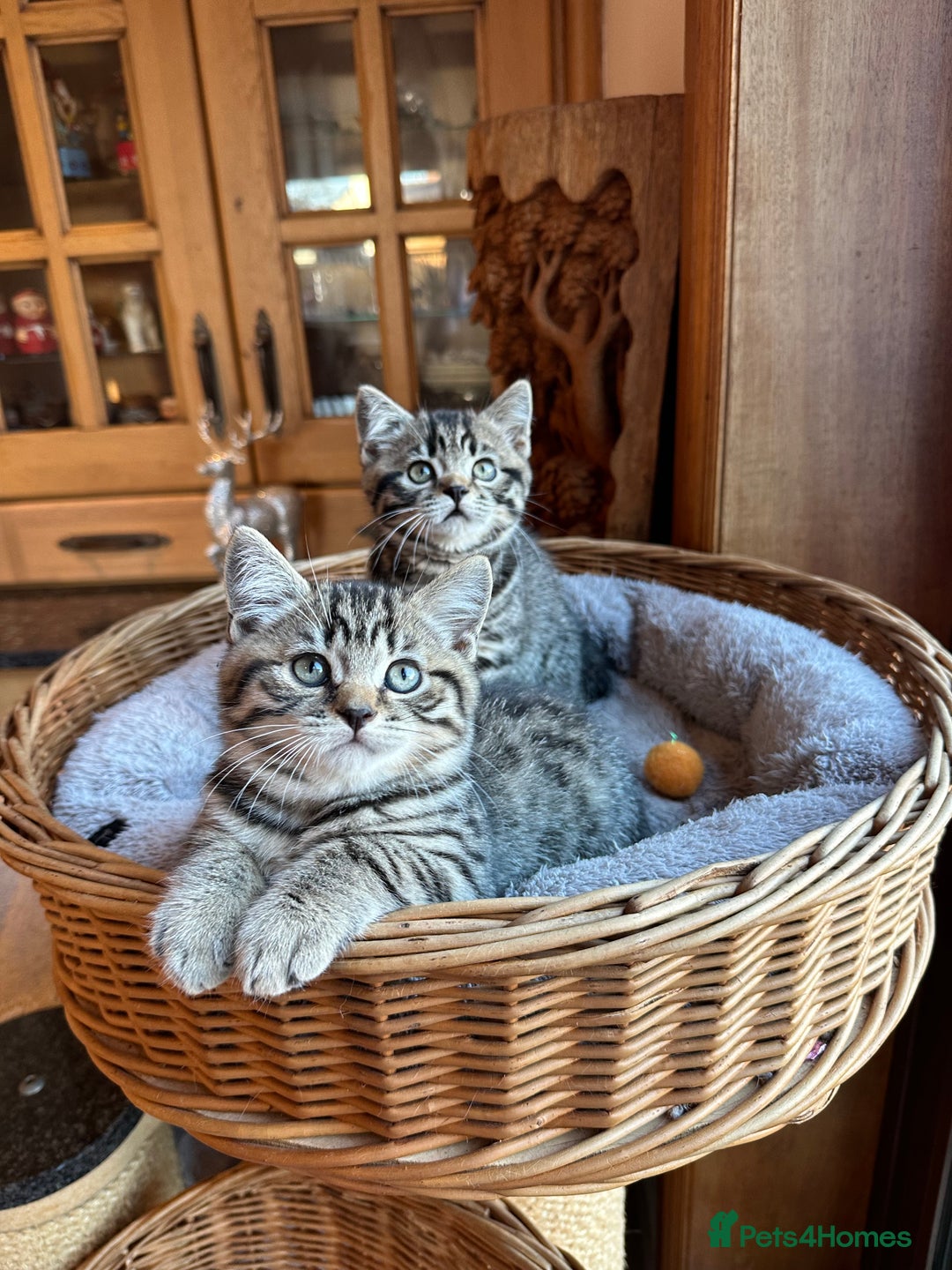 British Shorthair cats for sale: British Shorthair Chocolate Spotted Kittens - Advert 25