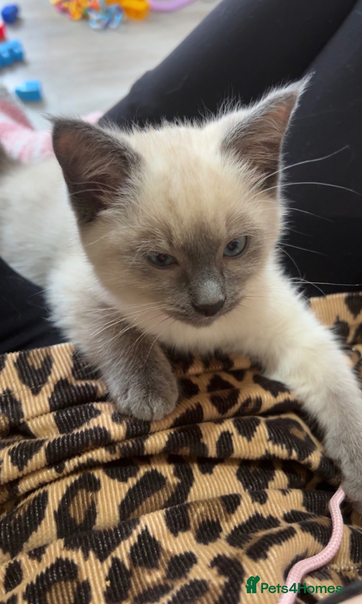 Ragamese cats 3/4 Ragdoll 1/4 Siamese female - Advert 1