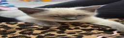 Ragamese cats for sale: 3/4 Ragdoll 1/4 Siamese female - Advert 1