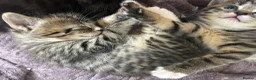 Mixed Breed cats for sale: Beautiful family kittens  - Advert 4