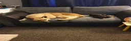 German Shepherd dogs for stud: STUD ONLY German Shepherd  in Ashton-under-Lyne - Advert 4