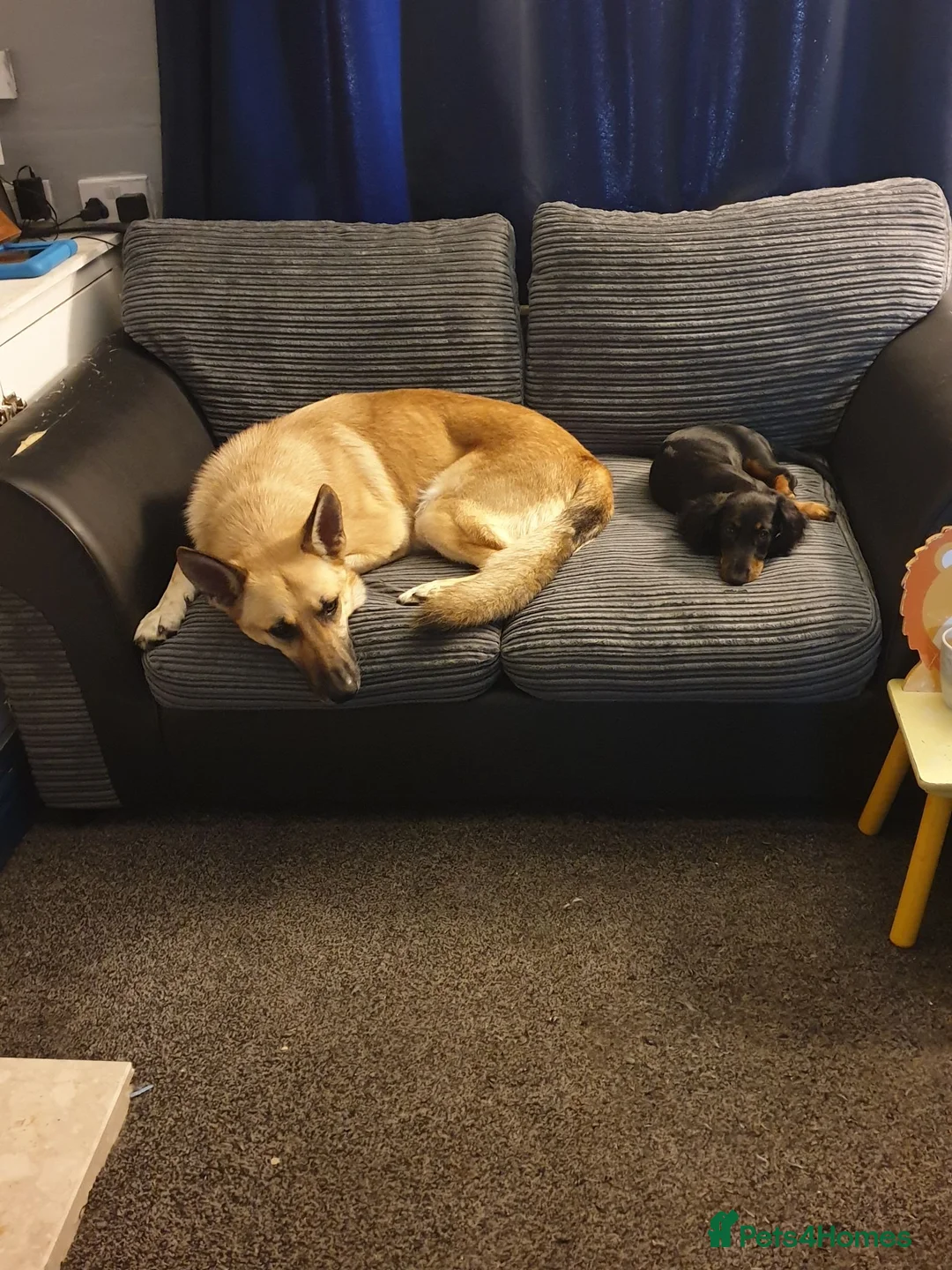 German Shepherd dogs for stud: STUD ONLY German Shepherd  in Ashton-under-Lyne - Advert 4