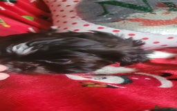 Shih Tzu dogs for sale: shih tzu puppies  - Advert 3