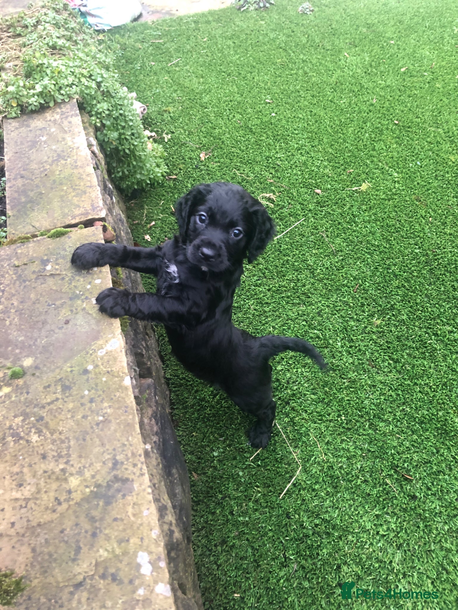 Cockapoo dogs F1 cockapoo puppies black girls reg breeder - Advert 6