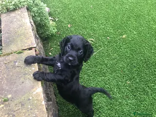 Cockapoo dogs F1 cockapoo puppies black girls reg breeder - Advert 6