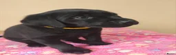Labrador Retriever dogs for sale: Exceptional Home Raised Labrador Puppies in Nottingham - Advert 7