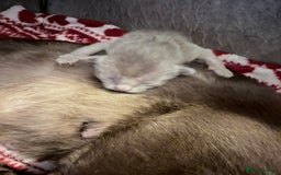 Burmese cats for sale: GCCF-Home raised-BurmeseKittens ready mid December - Image 2