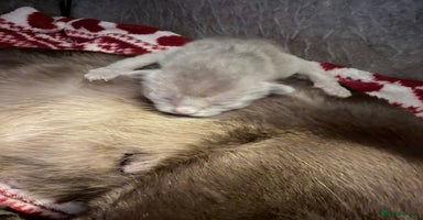 Burmese cats - Advert 3