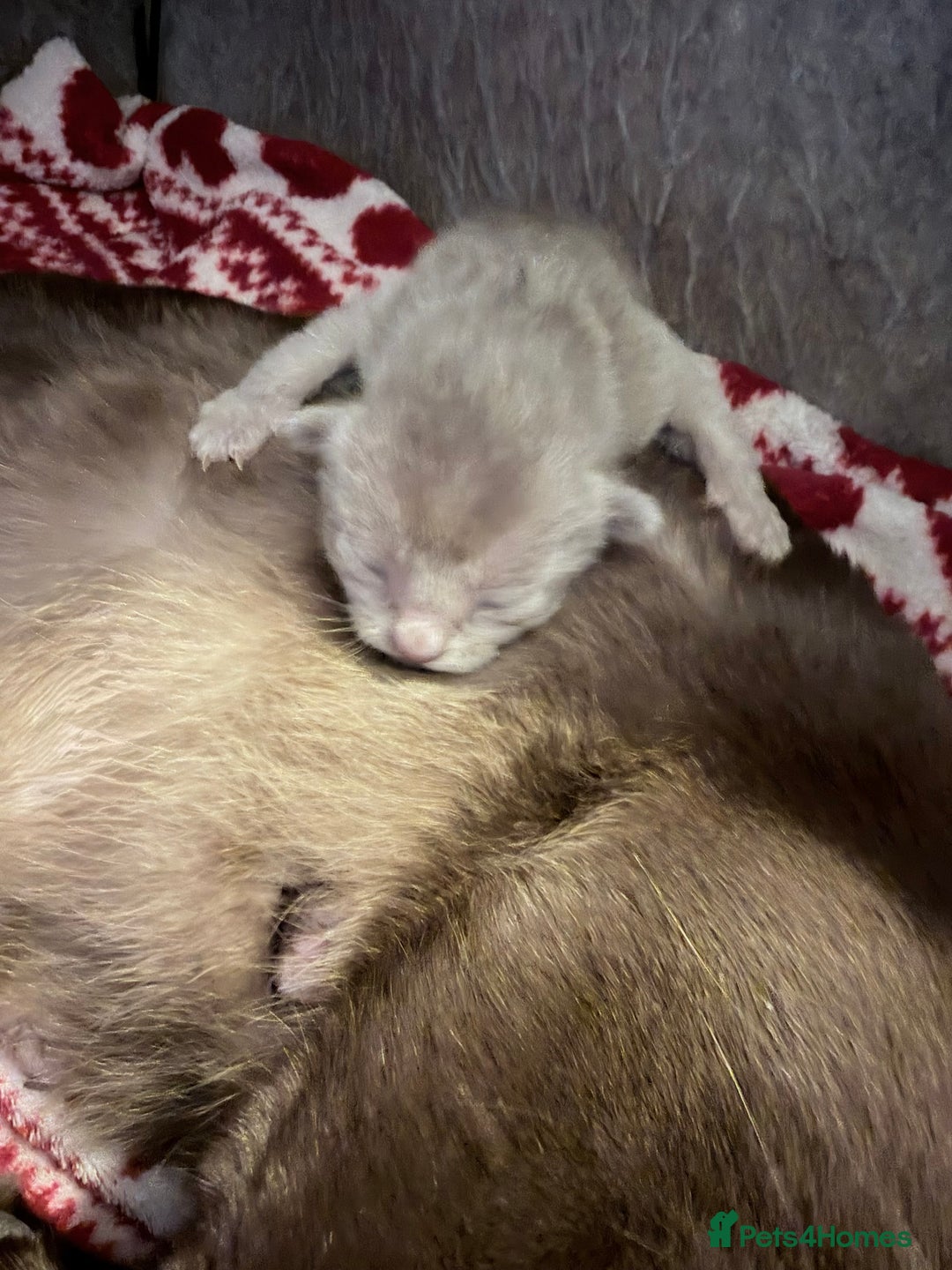 Burmese cats for sale: GCCF-Home raised-BurmeseKittens ready mid December - Image 2