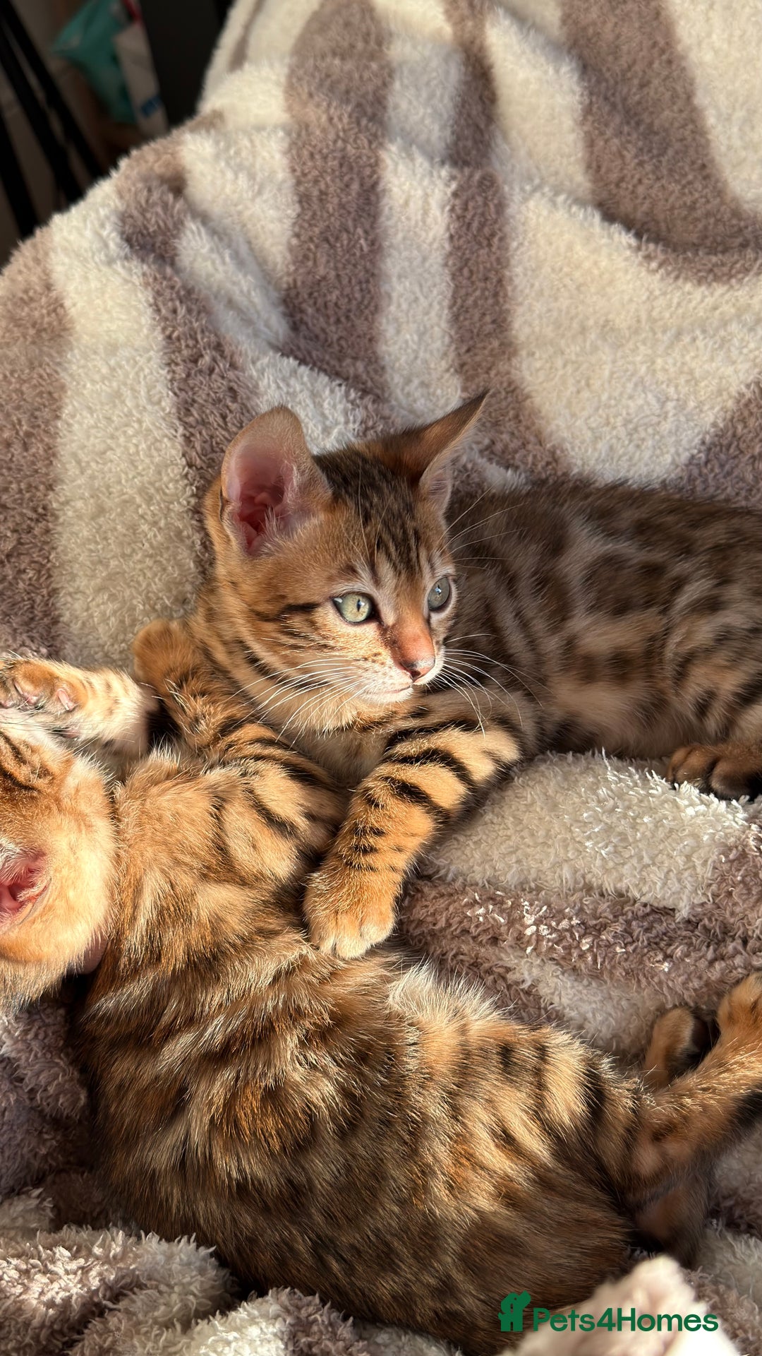 Bengal cats for sale: Adorable Female Bengal Kitten TICA  - Advert 2
