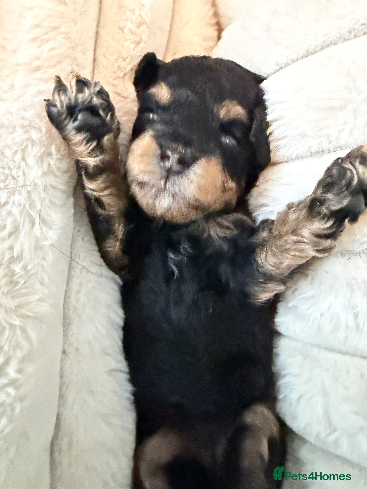 Toy Poodle dogs Kc toy poodle puppies - Advert 2