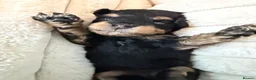 Toy Poodle dogs for sale: Kc toy poodle puppies - Advert 1