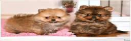 Pomeranian dogs for sale: SUPER TINY MINI POMERANIANS RKC - Advert 3
