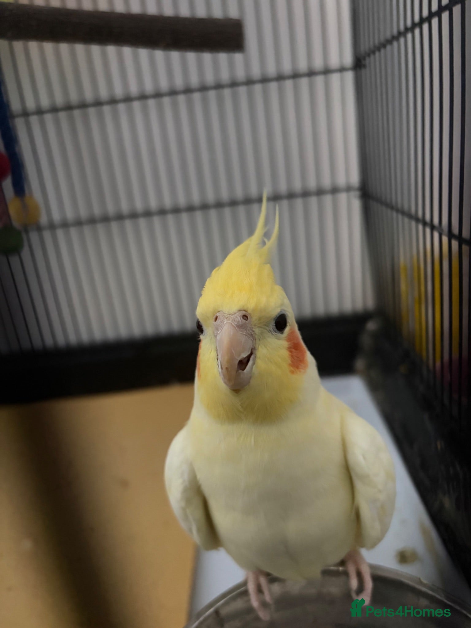 Cockatiels birds Cockatiel for sale  - Advert 1