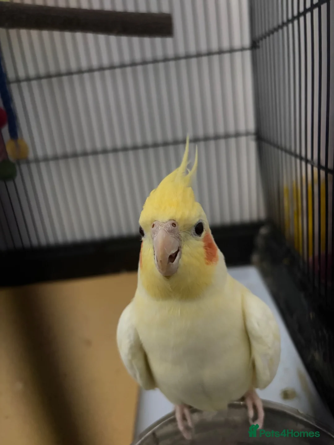Cockatiels birds for sale: Cockatiel for sale  in Southsea - Advert 1