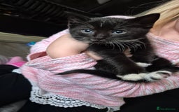 Mixed Breed cats for sale: 6 kittens for sale. - Image 2