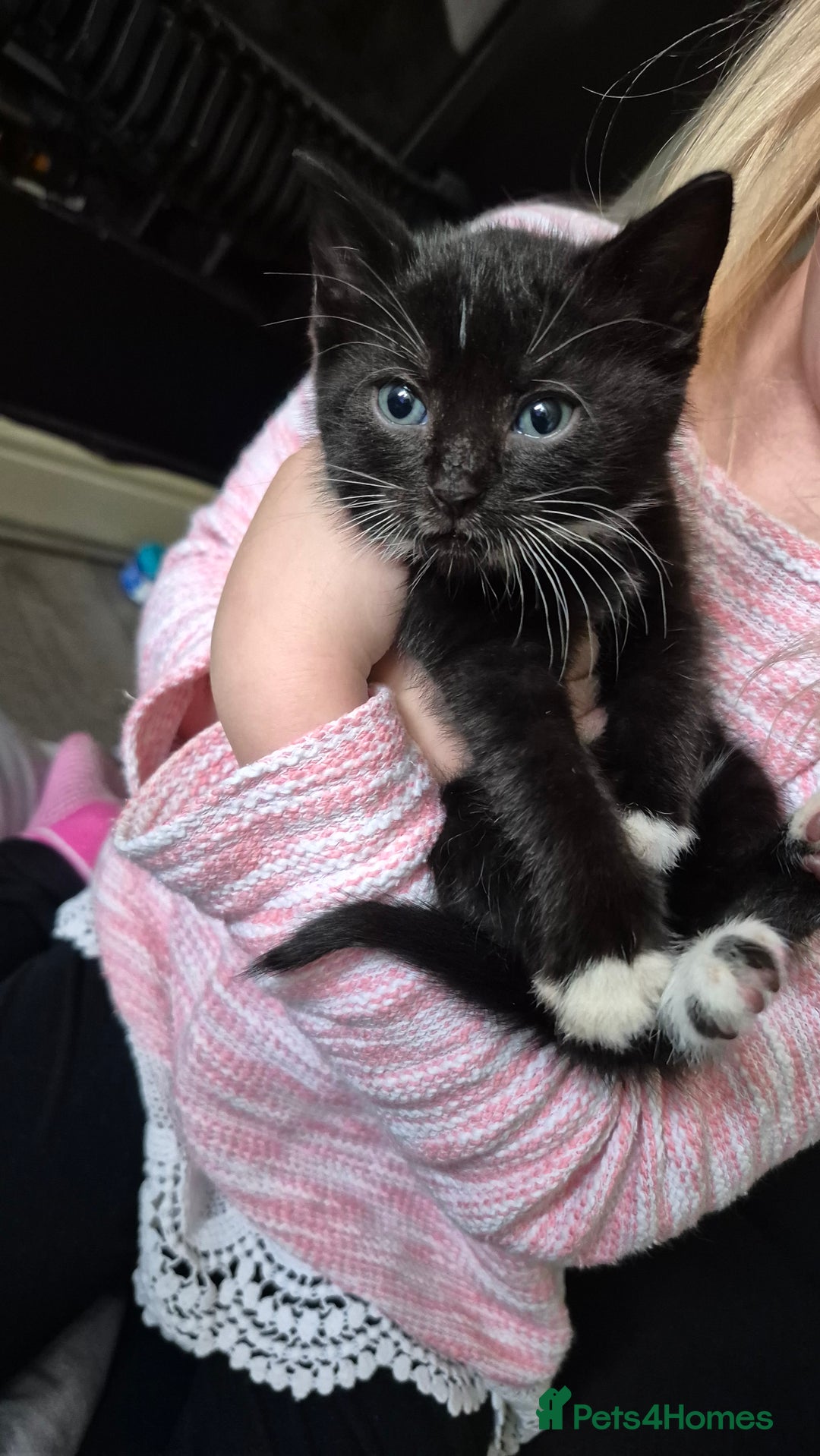 Mixed Breed cats for sale: 6 kittens for sale. - Image 2