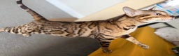 Bengal cats for sale: Exceptional Seal Sepia Bengal Queen  - Advert 7