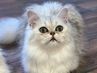 Persian cats PERSIAN KITTENS FOR SALE - Advert 1