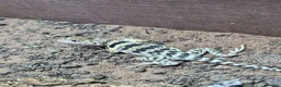 Bearded Dragon reptiles for sale: Bearded dragon babies  - Advert 11