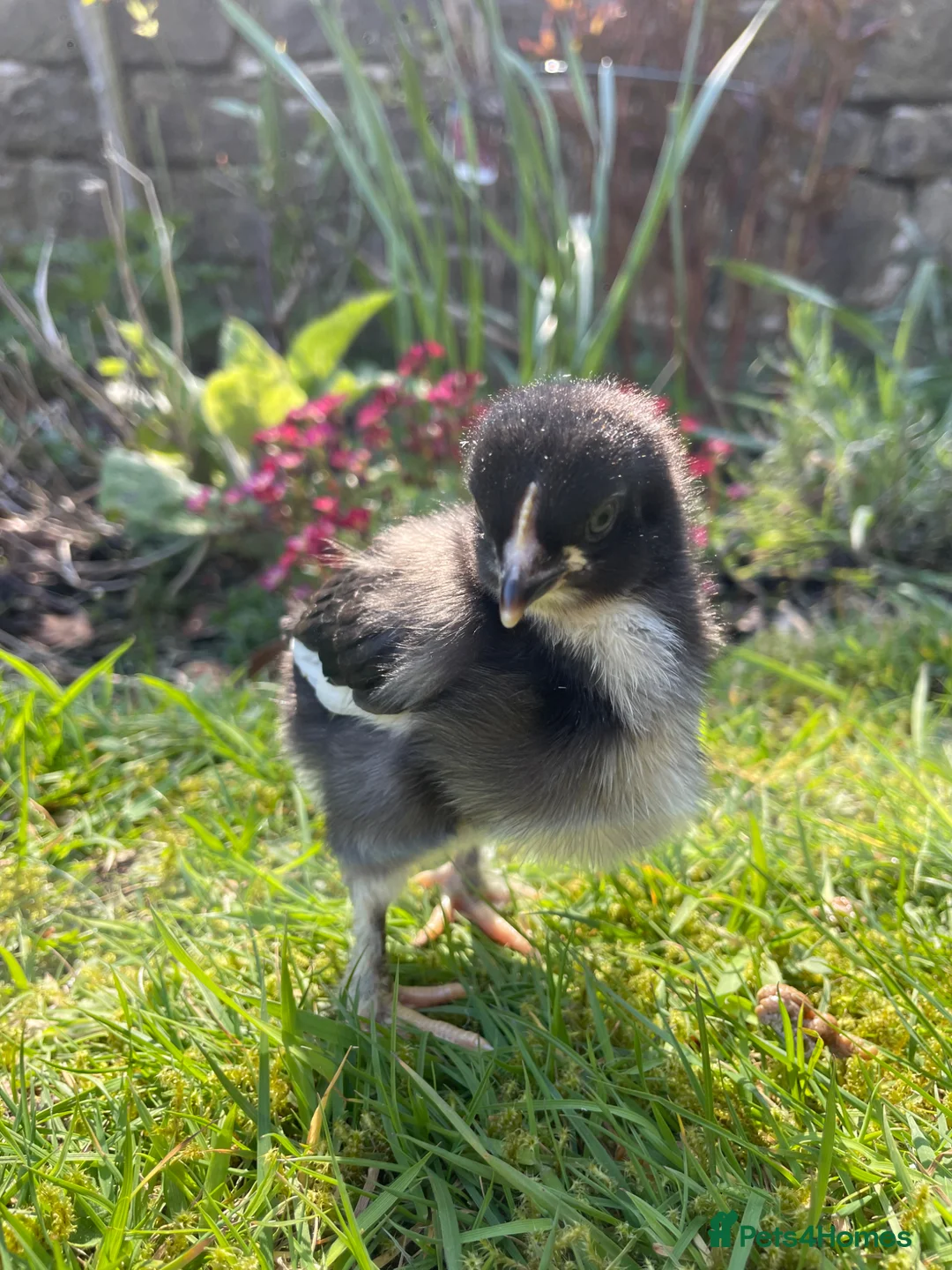 Chickens poultry for sale: 🖤 Black Copper Maran chicks (dark eggs) 🖤 - Advert 2
