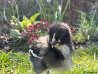 Chickens poultry for sale: 🖤 Black Copper Maran chicks (dark eggs) 🖤 - Advert 3