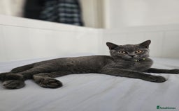 British Shorthair cats for sale: British Shorthair  - Image 9