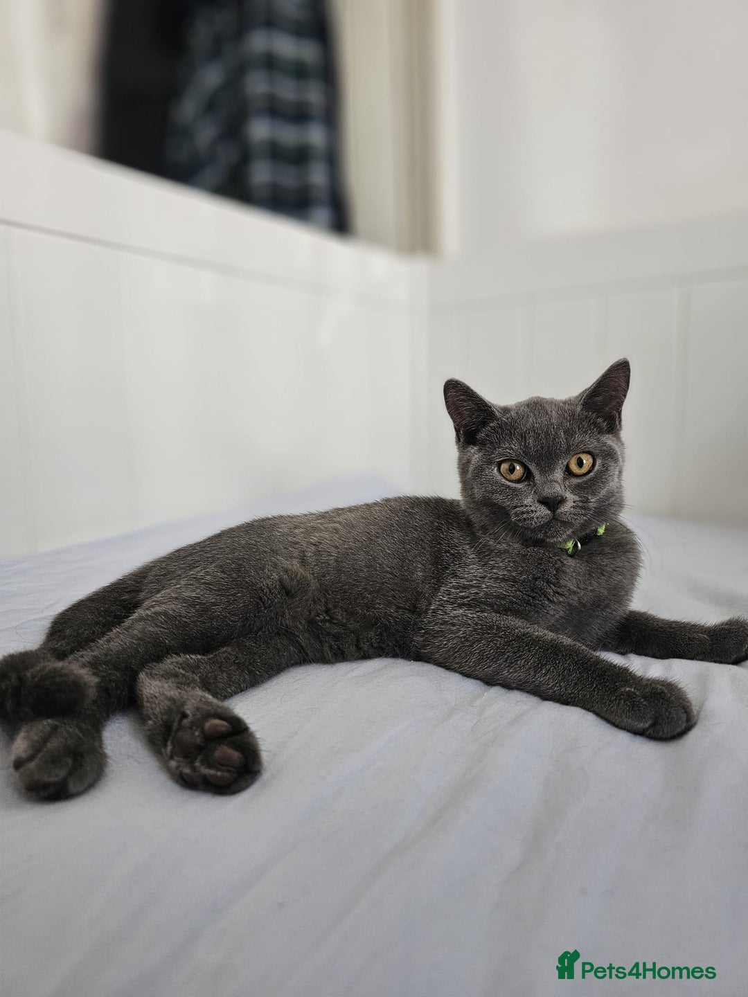 British Shorthair cats for sale: British Shorthair  - Image 9