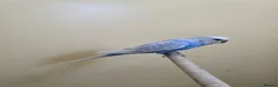 Budgerigars birds for sale: Hand tamed baby budgies for sale  - Advert 25