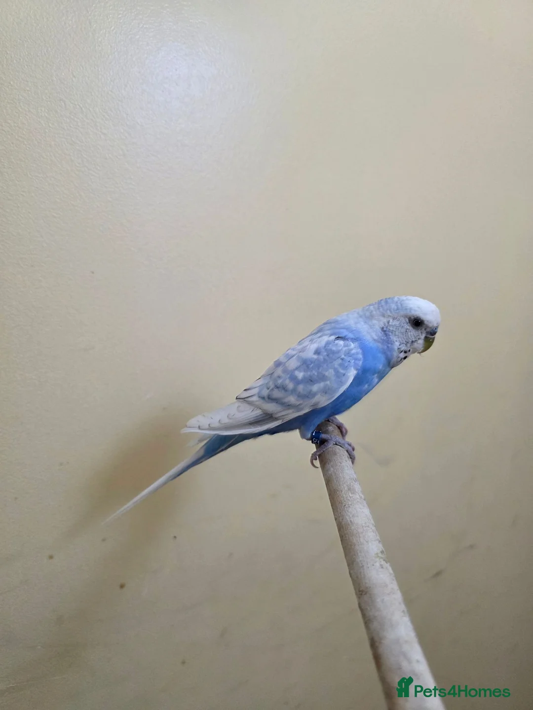 Budgerigars birds for sale: Hand tamed baby budgies for sale  - Advert 25