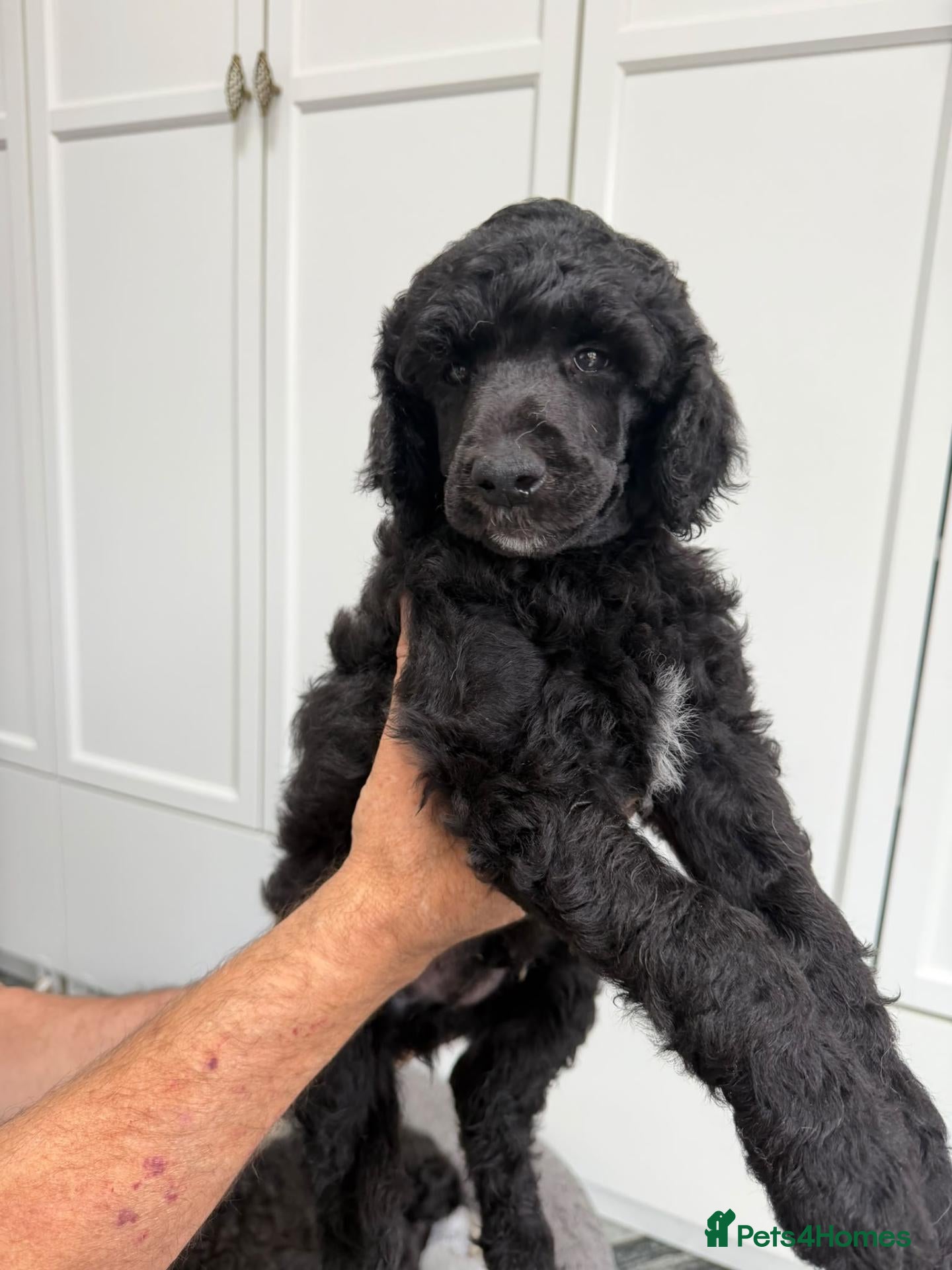 Standard Poodle dogs Gorgeous Standard Poodles - Advert 11