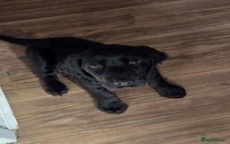 Cockapoo dogs for sale: Last puppy. Cockapoo Ready now.  - Image 2