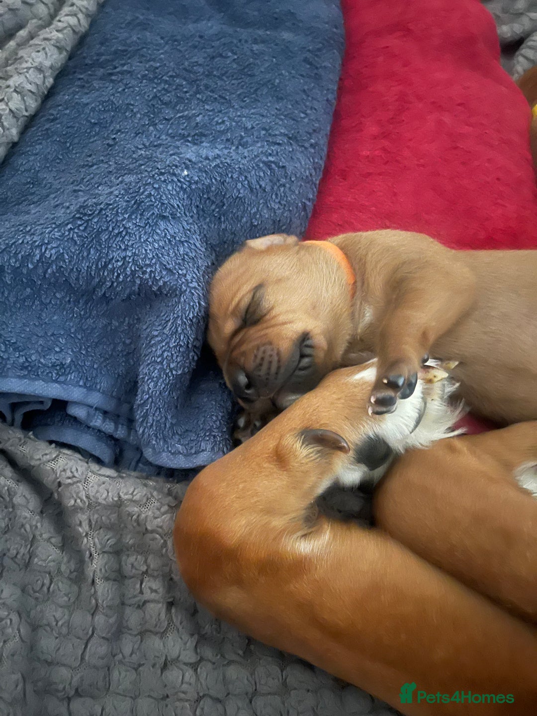 Mixed Breed dogs for sale: Boxsla (Boxer/Vizsla)  - Image 18