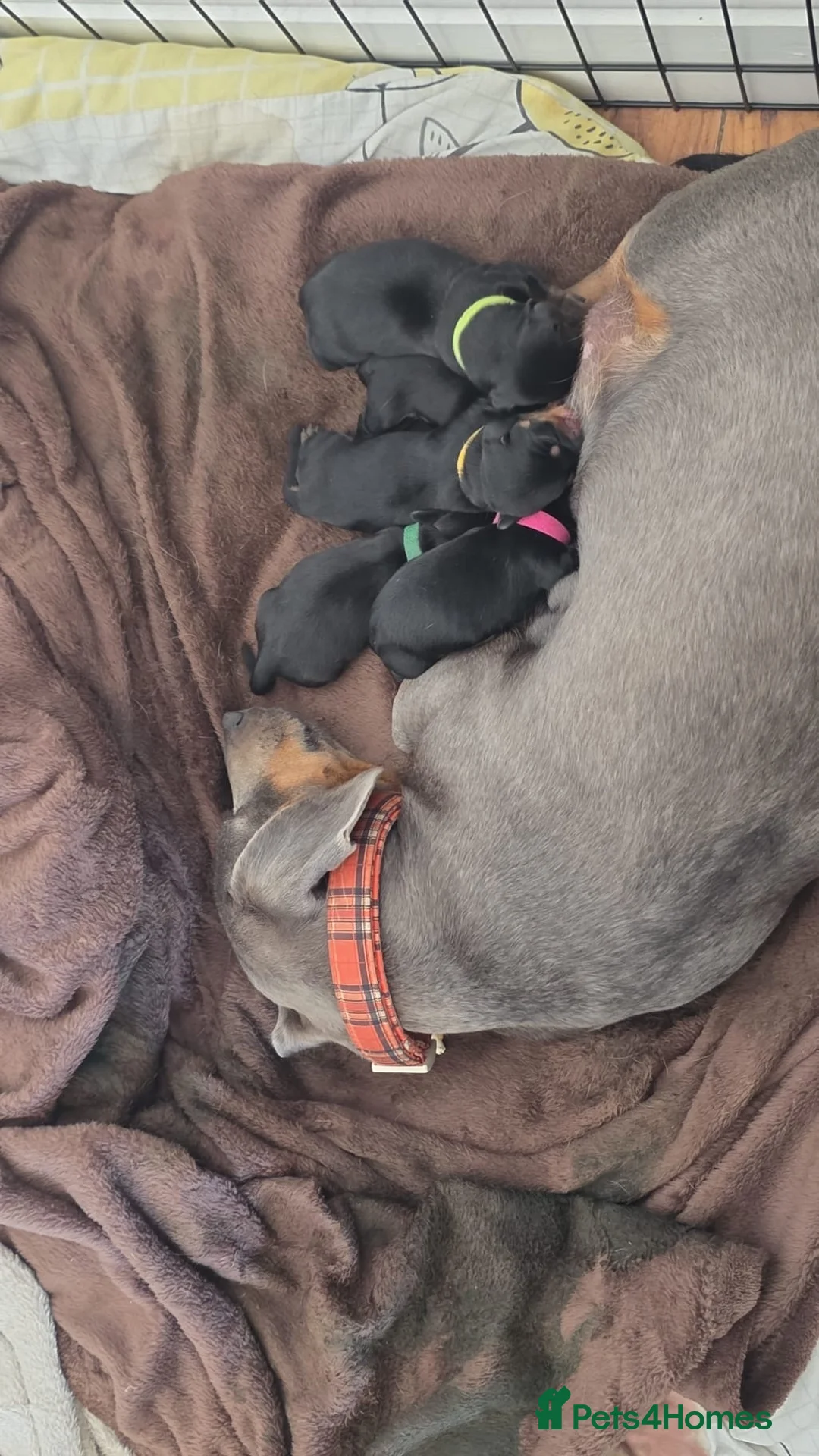 Dachshund dogs for sale: Dachshund pups  - Advert 2