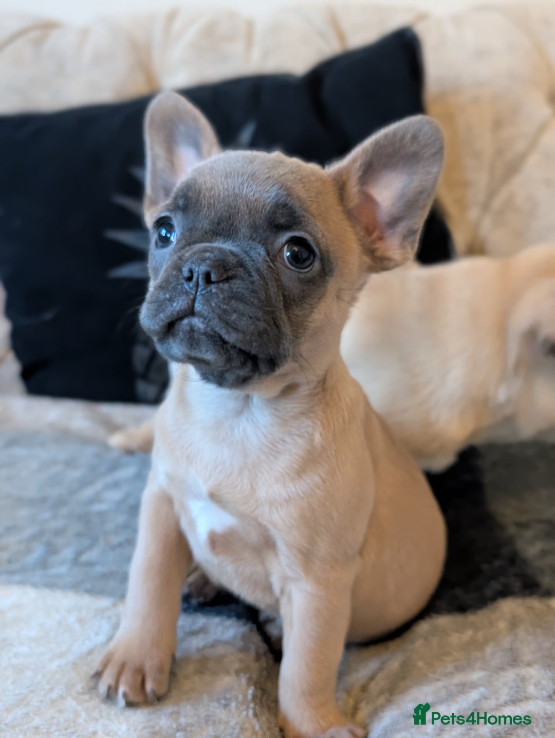 French Bulldog dogs for sale: French bulldog puppy's ready to go! - Advert 2