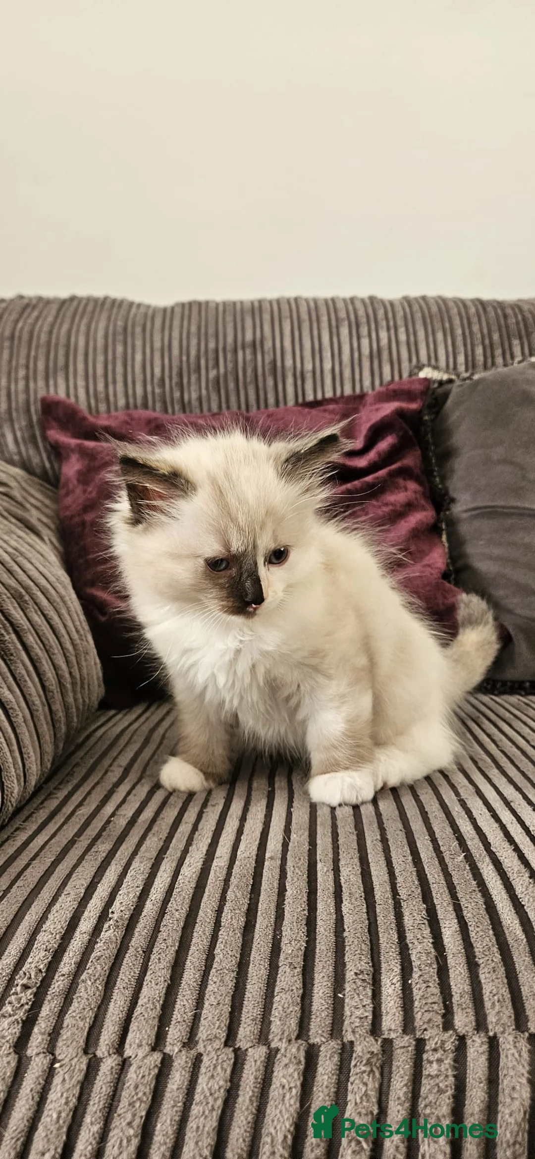Ragdoll cats for sale: Beautiful Ragdoll kittens looking for new homes - Advert 7