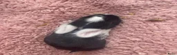 Mini Lop rabbits for sale: Mini Lop Babies - Ready to leave end of July  - Advert 9