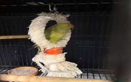Parrots birds for sale: Ring necked parrot 🦜  - Image 2