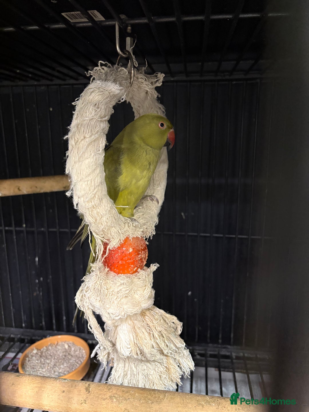 Parrots birds for sale: Ring necked parrot 🦜  - Image 2