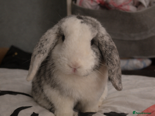 Mixed Breed rabbits Cute adorable baby rabbit - Advert 3