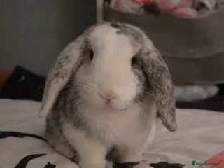 Mixed Breed rabbits Cute adorable baby rabbit - Advert 14